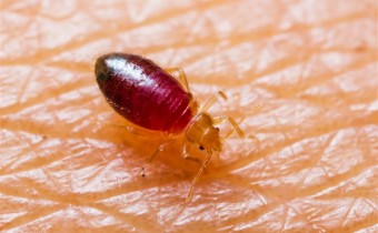 Bedbugs in Hotels